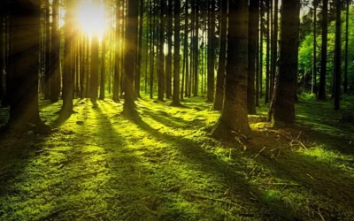 Montes vecinales en mano común