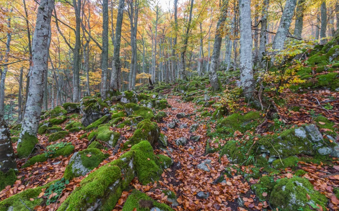 Montes vecinales en mano común